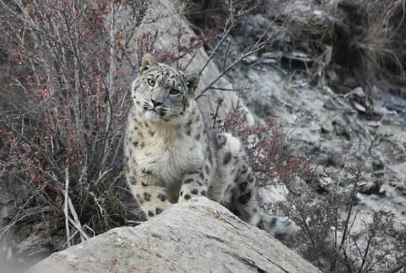 Snow Leopard in Manang